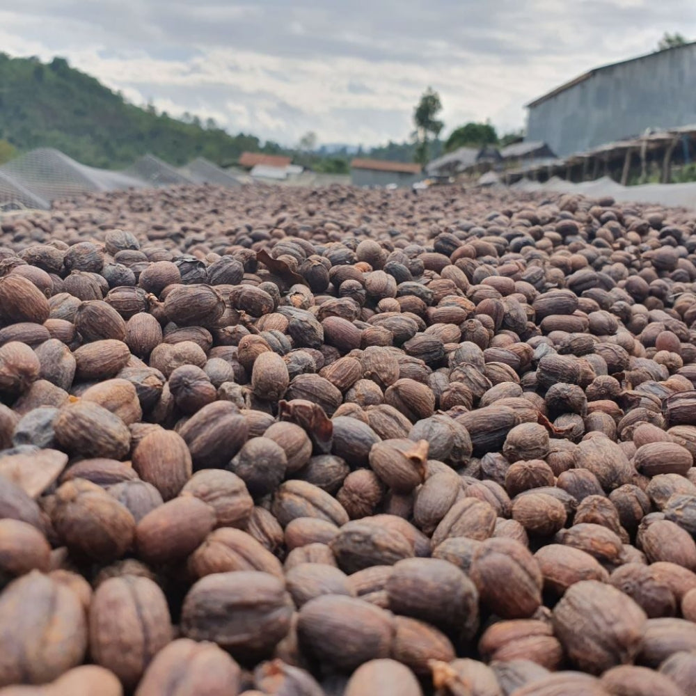 Βιολογικοί κόκκοι καφέ Fair Trade Αιθιοπία Σιντάμο 500 γρ